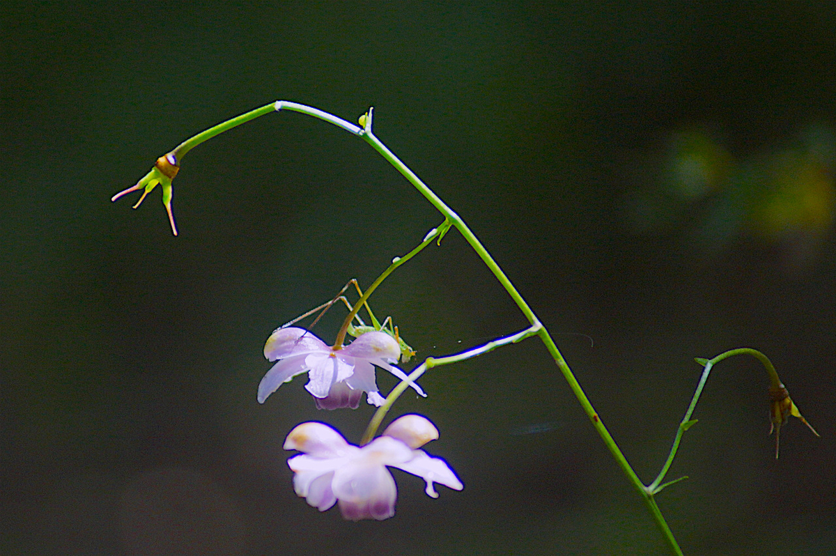 f:id:masatdm1951:20190830104304j:plain f:id:masatdm1951:20190830104304j:plain