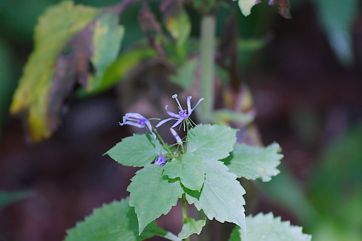 f:id:masatdm1951:20190830104313j:plain f:id:masatdm1951:20190830104313j:plain