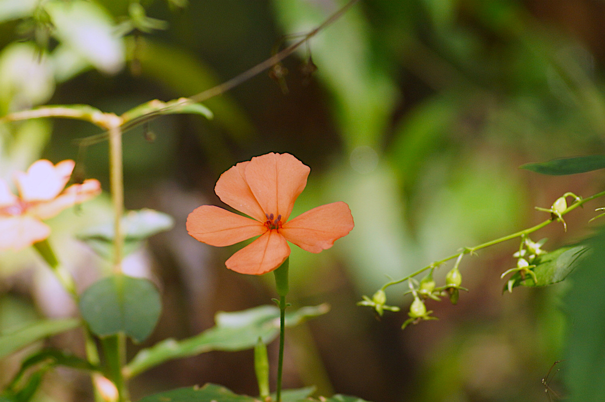 f:id:masatdm1951:20190830104324j:plain f:id:masatdm1951:20190830104324j:plain