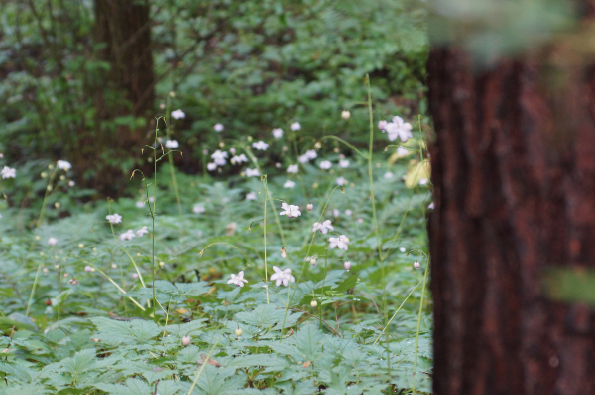 f:id:masatdm1951:20190830104342j:plain f:id:masatdm1951:20190830104342j:plain