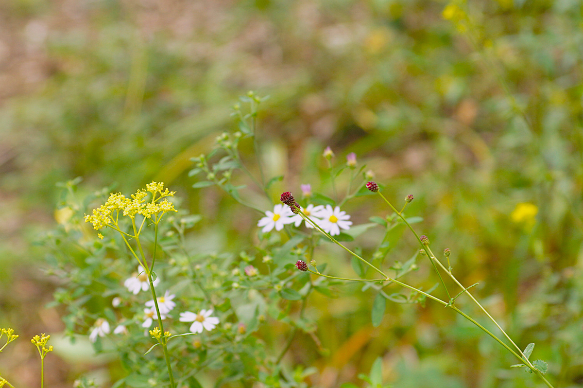 f:id:masatdm1951:20190830104425j:plain f:id:masatdm1951:20190830104425j:plain