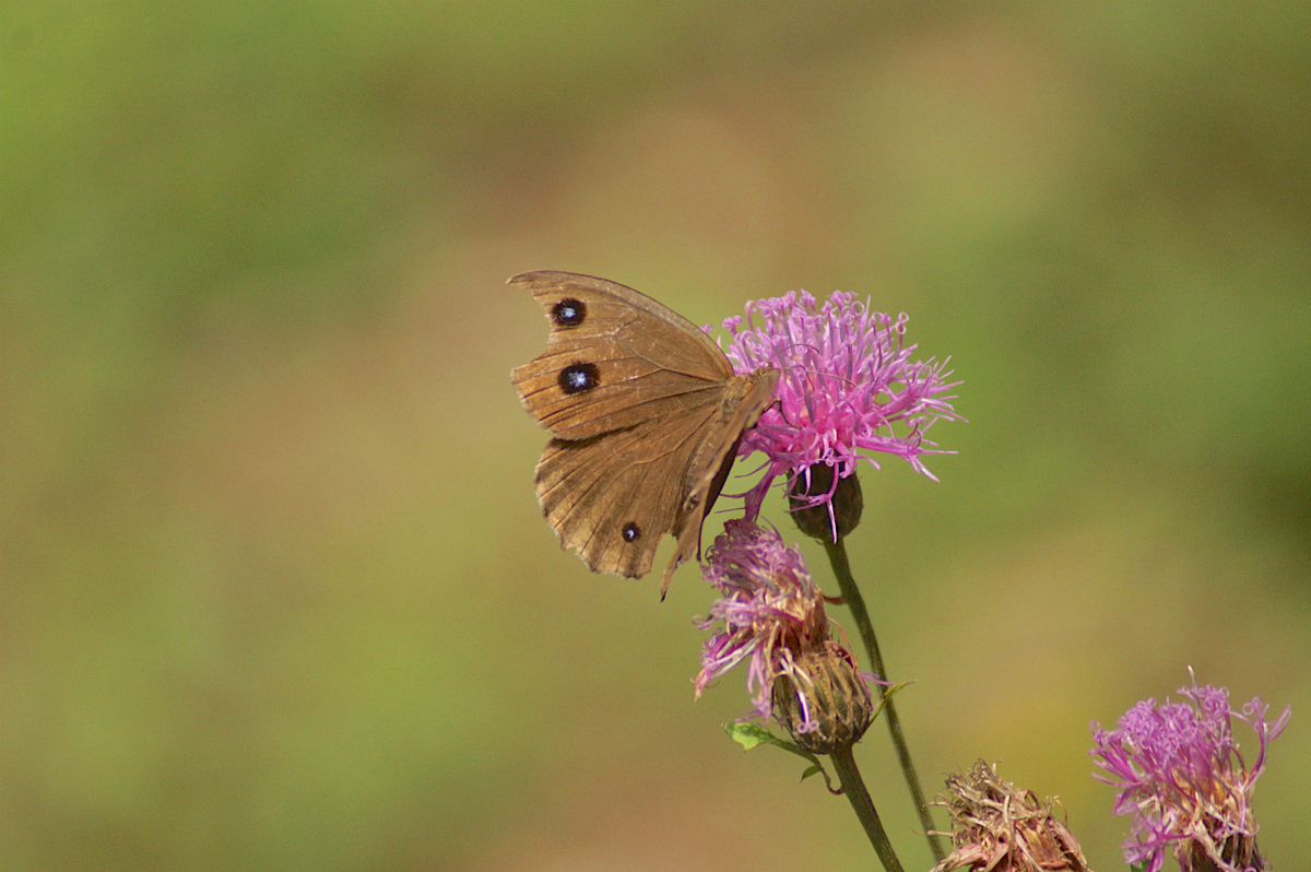 f:id:masatdm1951:20190830104453j:plain f:id:masatdm1951:20190830104453j:plain