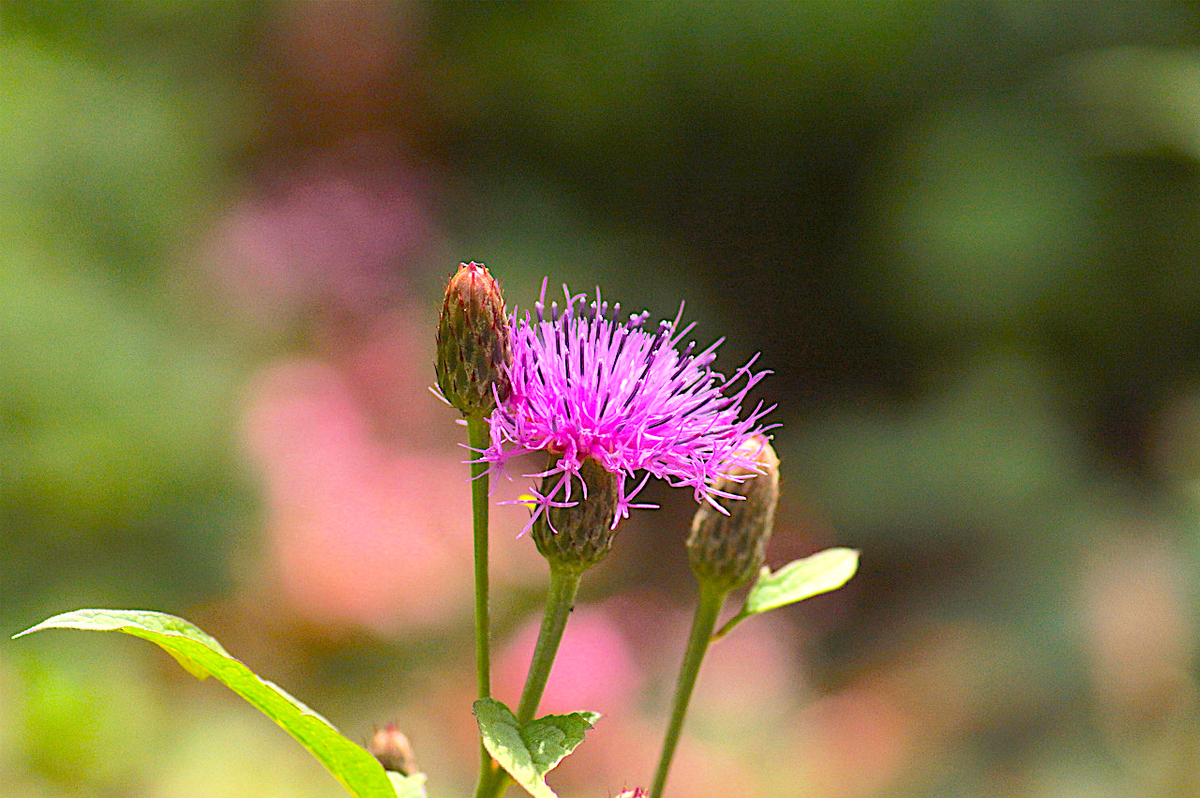 f:id:masatdm1951:20190830104538j:plain f:id:masatdm1951:20190830104538j:plain