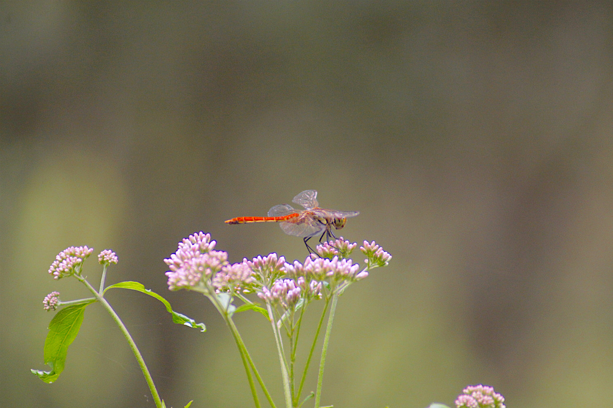 f:id:masatdm1951:20190830104616j:plain f:id:masatdm1951:20190830104616j:plain