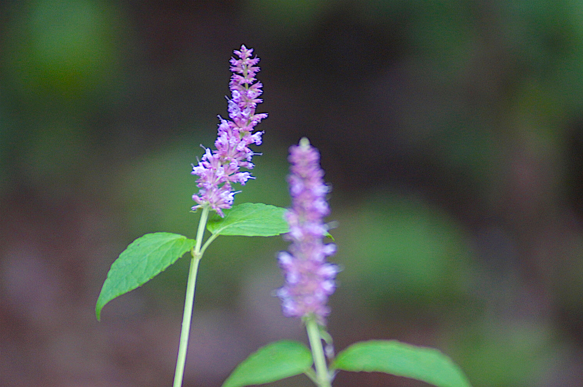 f:id:masatdm1951:20190830104629j:plain f:id:masatdm1951:20190830104629j:plain