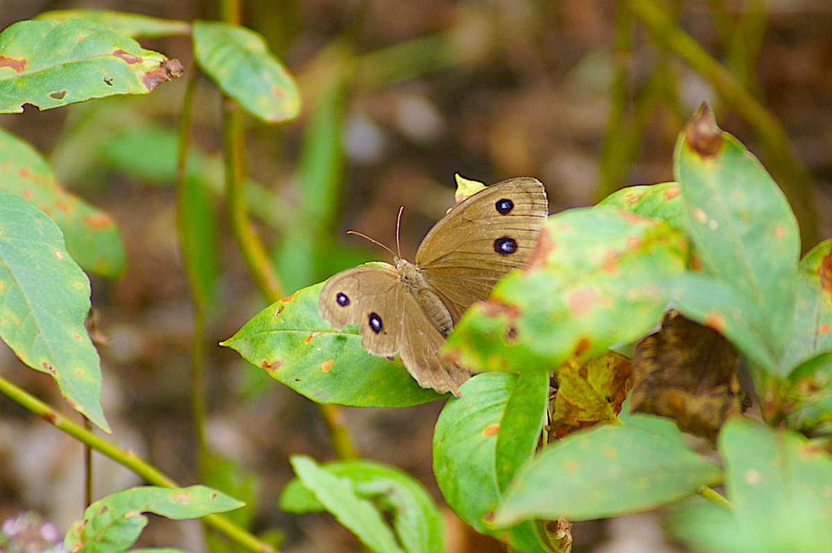 f:id:masatdm1951:20190830104640j:plain f:id:masatdm1951:20190830104640j:plain