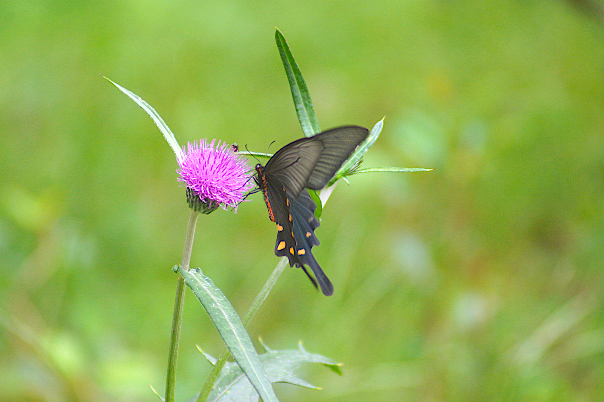 f:id:masatdm1951:20190830104653j:plain f:id:masatdm1951:20190830104653j:plain