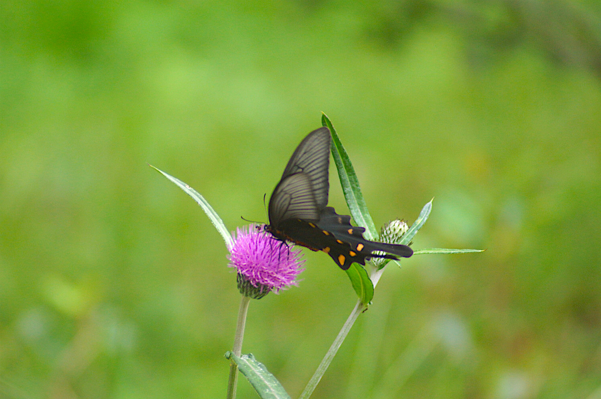 f:id:masatdm1951:20190830104710j:plain f:id:masatdm1951:20190830104710j:plain