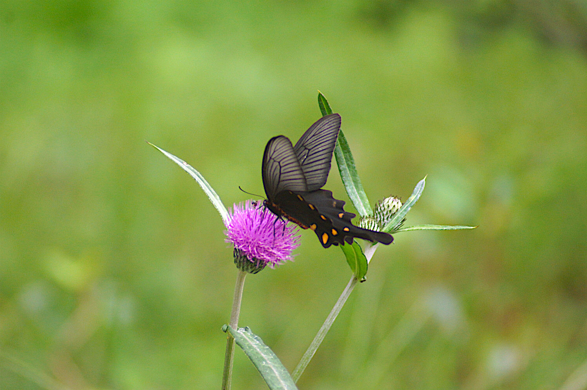 f:id:masatdm1951:20190830104721j:plain f:id:masatdm1951:20190830104721j:plain