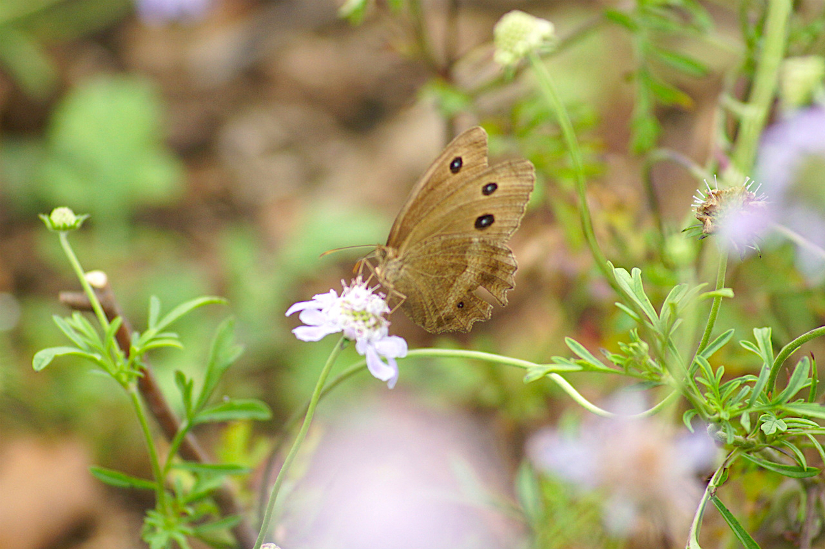 f:id:masatdm1951:20190830104810j:plain f:id:masatdm1951:20190830104810j:plain