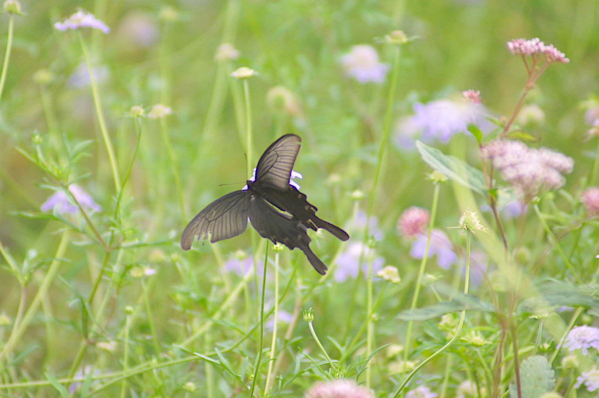 f:id:masatdm1951:20190830104906j:plain f:id:masatdm1951:20190830104906j:plain