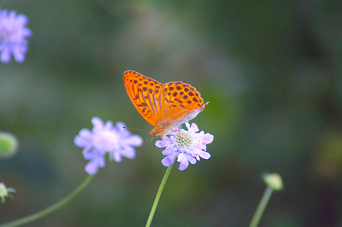 f:id:masatdm1951:20190830104923j:plain f:id:masatdm1951:20190830104923j:plain