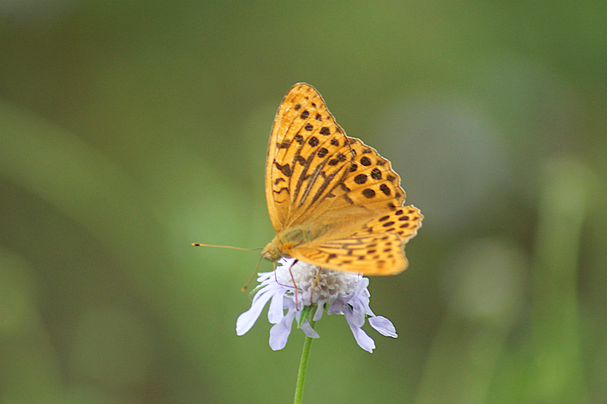 f:id:masatdm1951:20190830104935j:plain f:id:masatdm1951:20190830104935j:plain