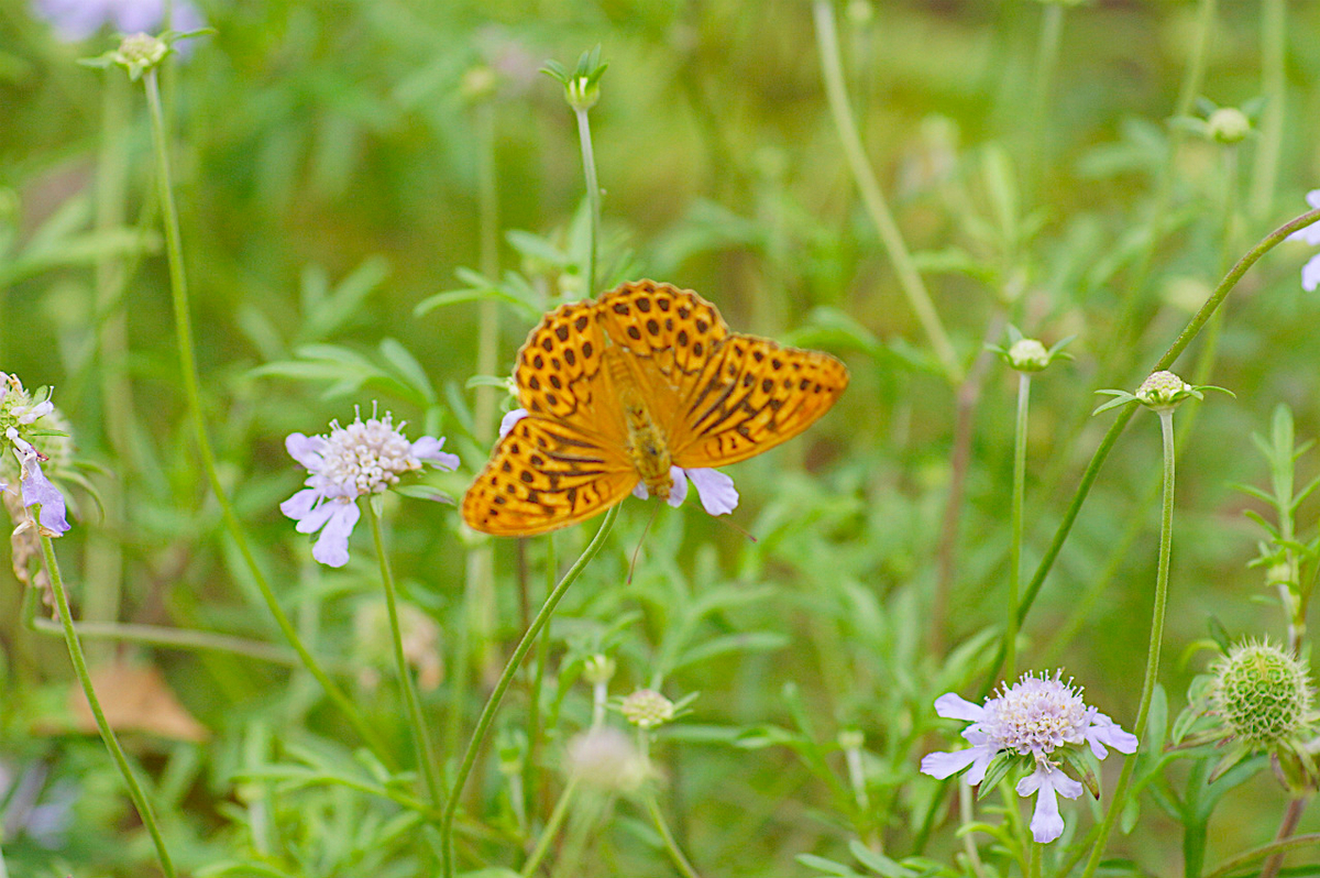 f:id:masatdm1951:20190830104959j:plain f:id:masatdm1951:20190830104959j:plain