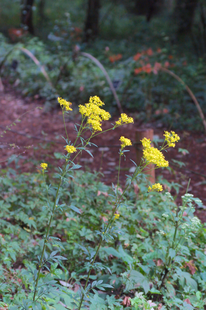 f:id:masatdm1951:20190830105013j:plain f:id:masatdm1951:20190830105013j:plain