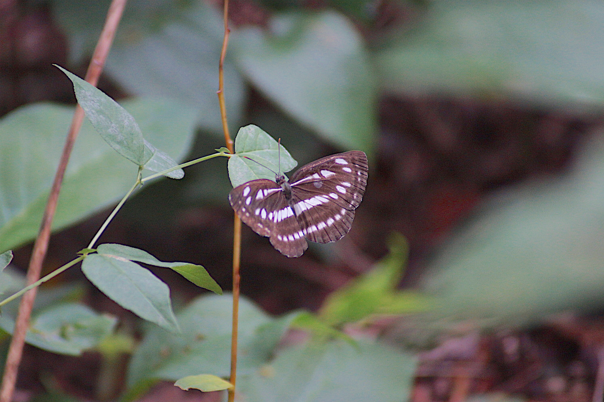 f:id:masatdm1951:20190830105034j:plain f:id:masatdm1951:20190830105034j:plain