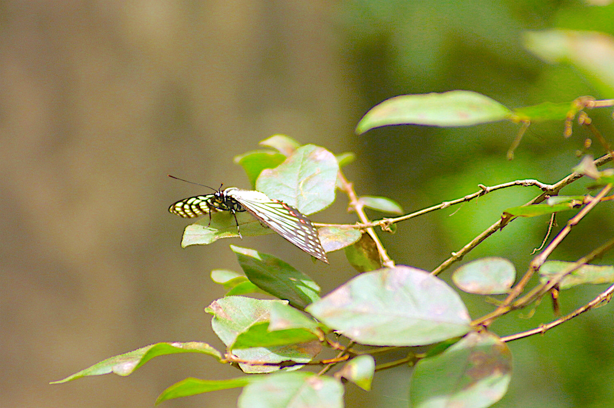 f:id:masatdm1951:20190830105106j:plain f:id:masatdm1951:20190830105106j:plain