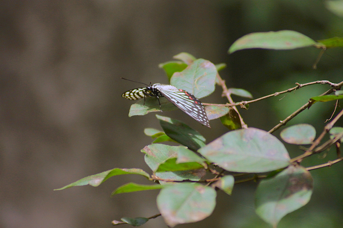 f:id:masatdm1951:20190830105129j:plain f:id:masatdm1951:20190830105129j:plain