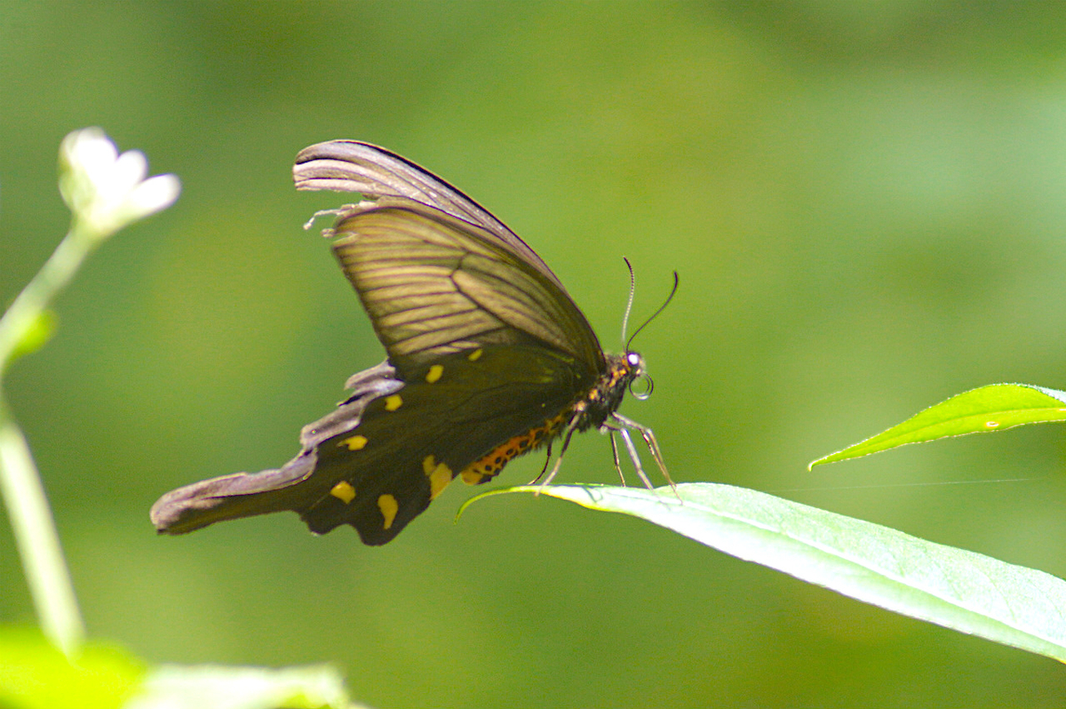 f:id:masatdm1951:20190830105149j:plain f:id:masatdm1951:20190830105149j:plain