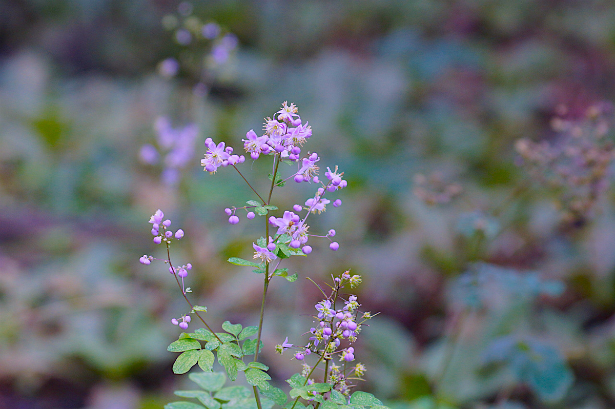 f:id:masatdm1951:20190830105222j:plain f:id:masatdm1951:20190830105222j:plain