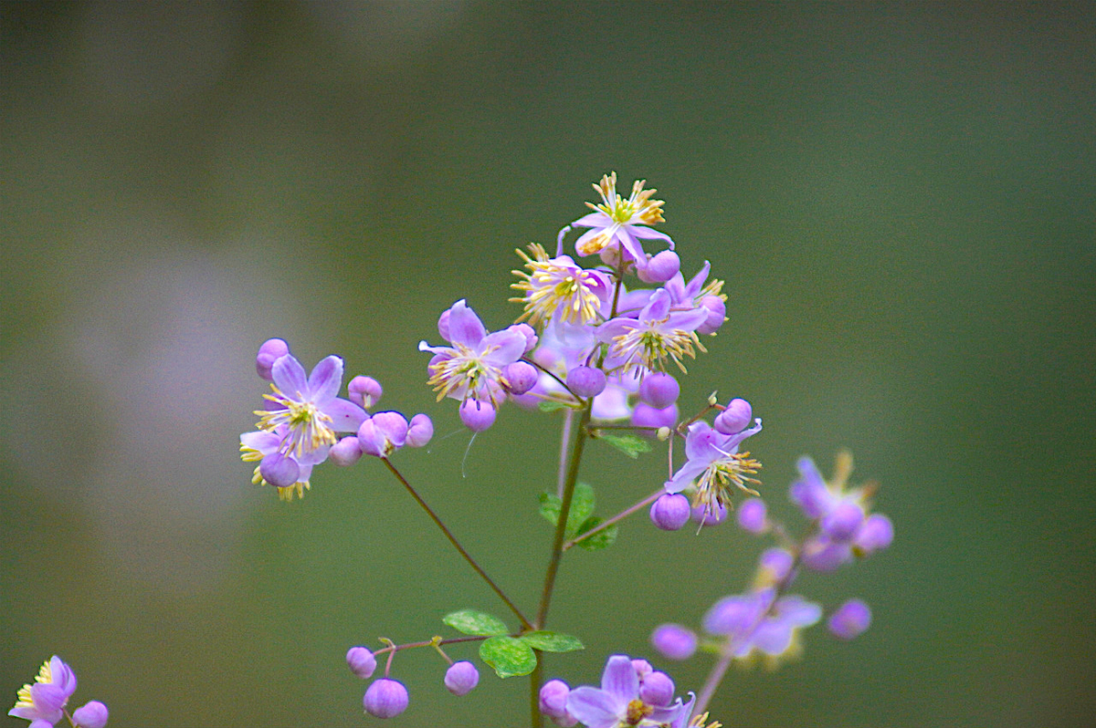 f:id:masatdm1951:20190830105235j:plain f:id:masatdm1951:20190830105235j:plain