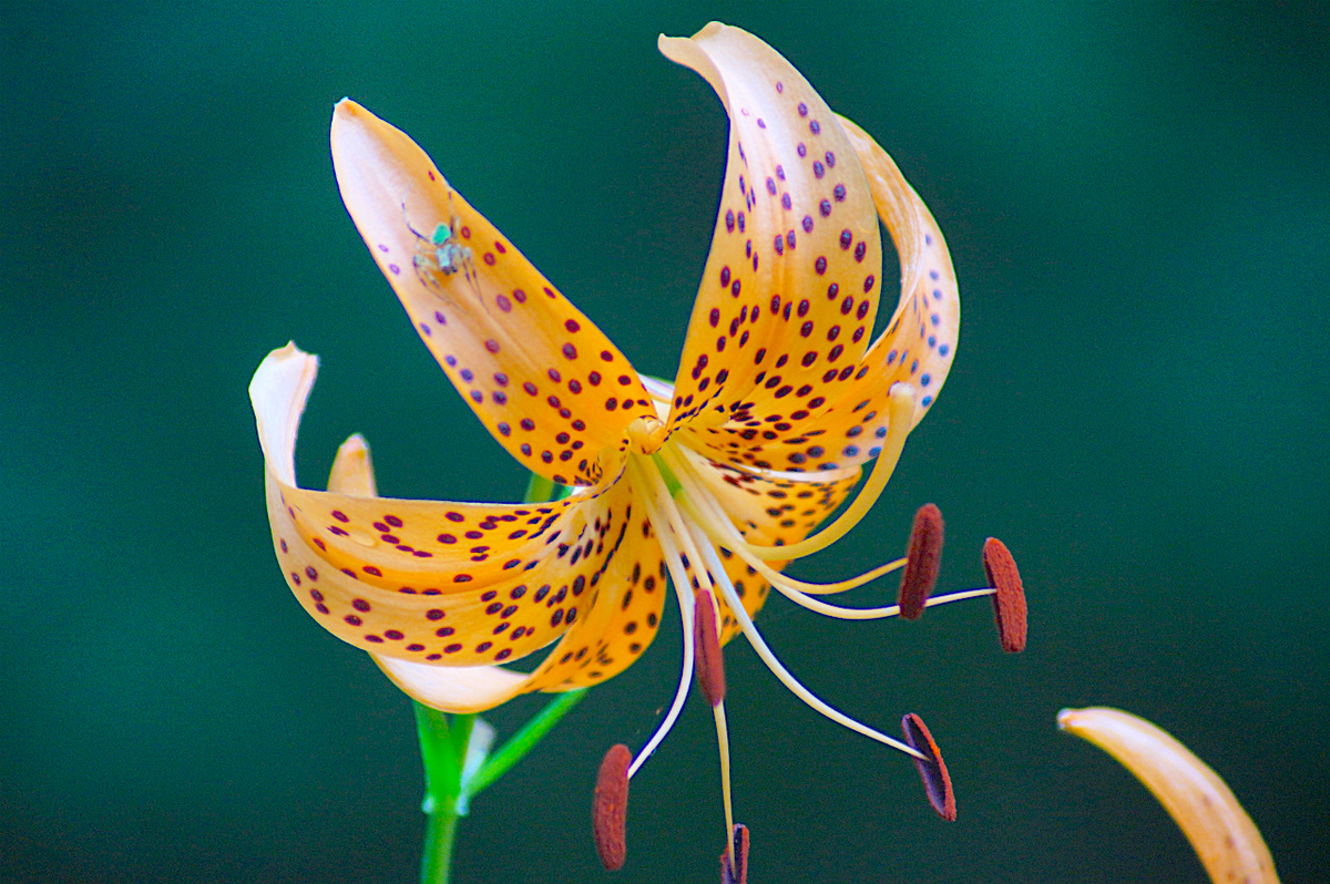 f:id:masatdm1951:20190830105245j:plain f:id:masatdm1951:20190830105245j:plain