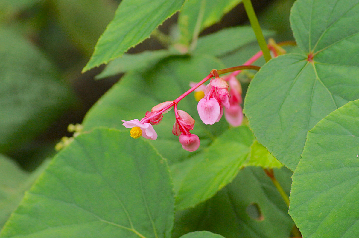 f:id:masatdm1951:20190830105319j:plain f:id:masatdm1951:20190830105319j:plain