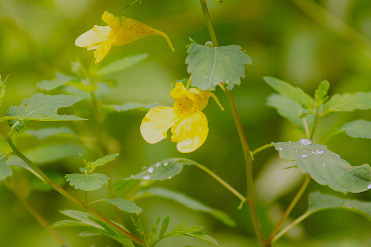 f:id:masatdm1951:20190830105341j:plain f:id:masatdm1951:20190830105341j:plain