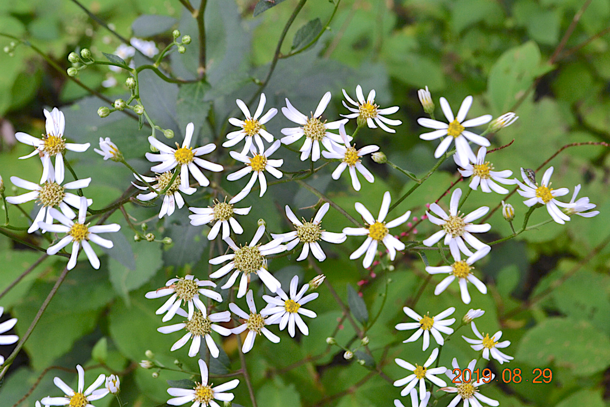 f:id:masatdm1951:20190830105436j:plain f:id:masatdm1951:20190830105436j:plain