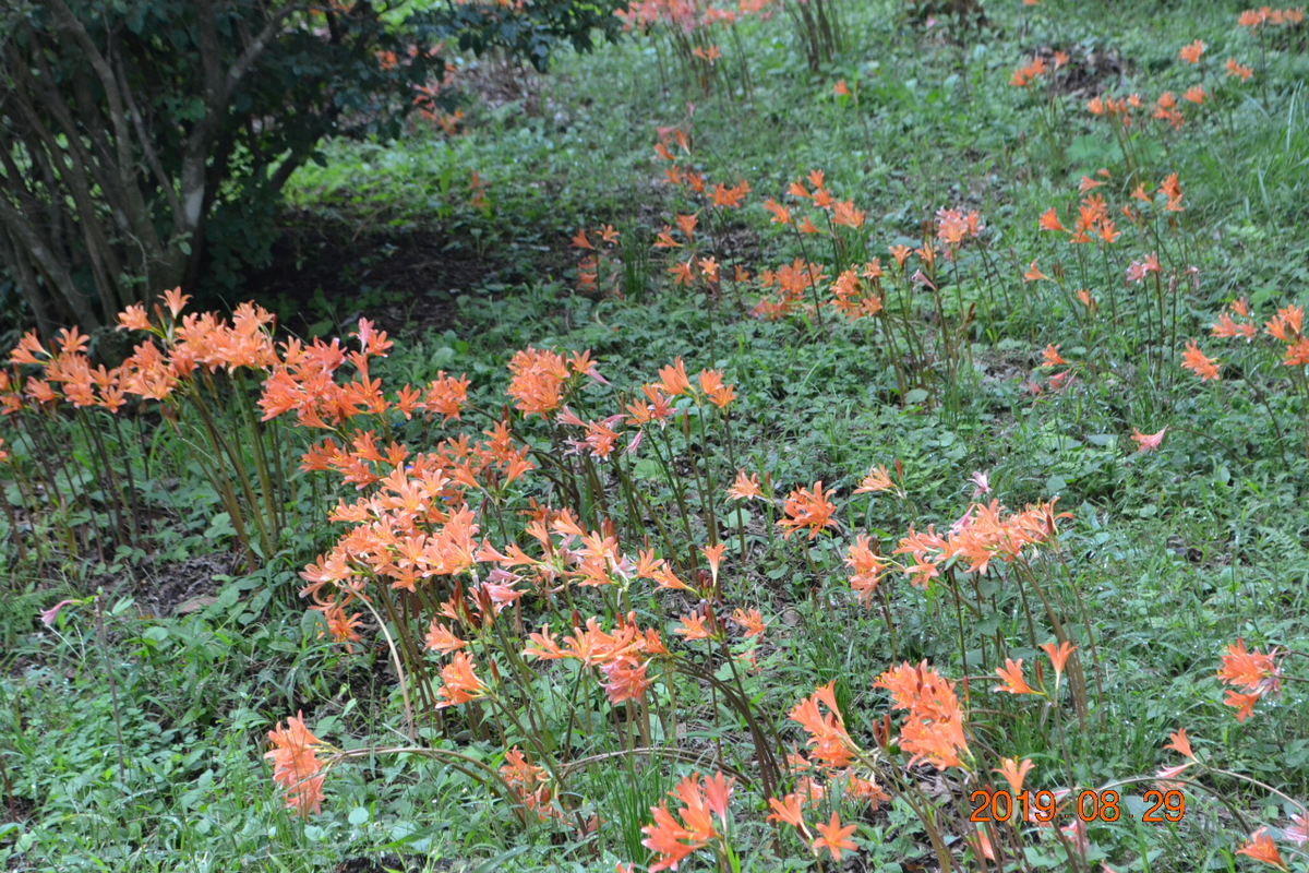 f:id:masatdm1951:20190830105538j:plain f:id:masatdm1951:20190830105538j:plain