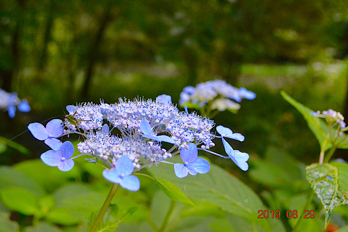 f:id:masatdm1951:20190830105553j:plain f:id:masatdm1951:20190830105553j:plain