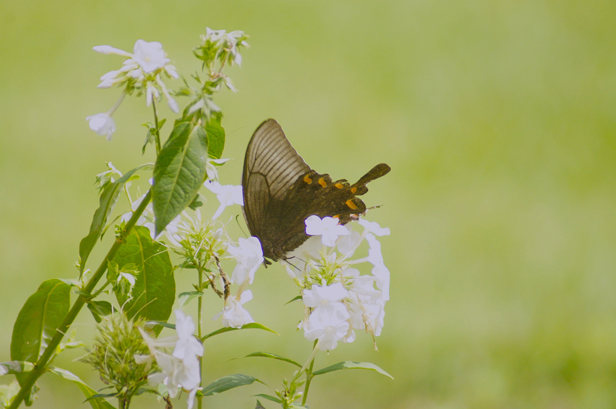 f:id:masatdm1951:20190830153249j:plain f:id:masatdm1951:20190830153249j:plain