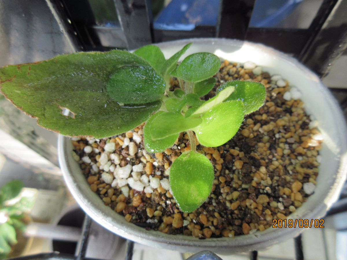 f:id:masatdm1951:20190902095852j:plain f:id:masatdm1951:20190902095852j:plain