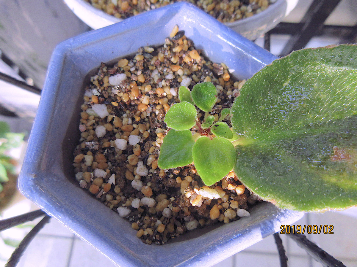 f:id:masatdm1951:20190902095900j:plain f:id:masatdm1951:20190902095900j:plain