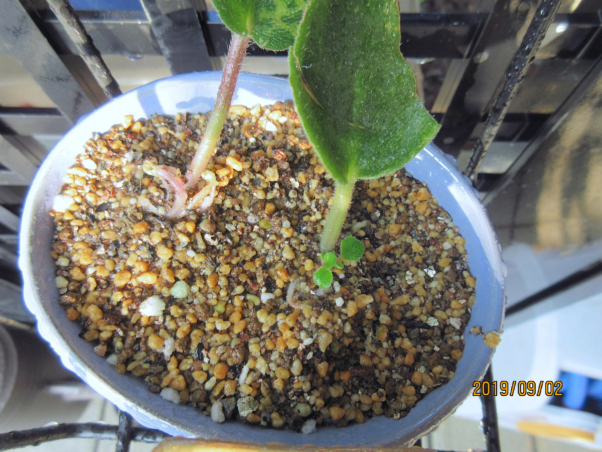 f:id:masatdm1951:20190902095905j:plain f:id:masatdm1951:20190902095905j:plain