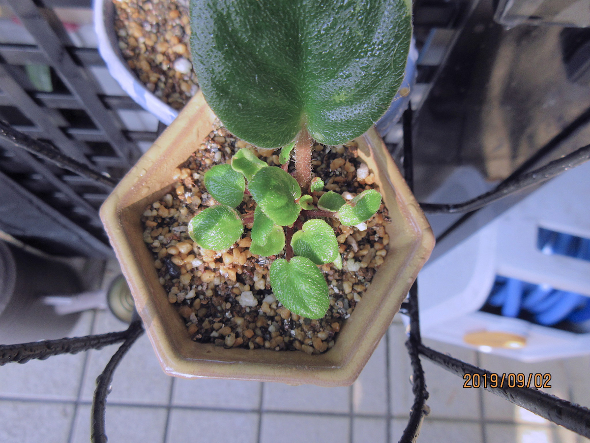 f:id:masatdm1951:20190902095914j:plain f:id:masatdm1951:20190902095914j:plain