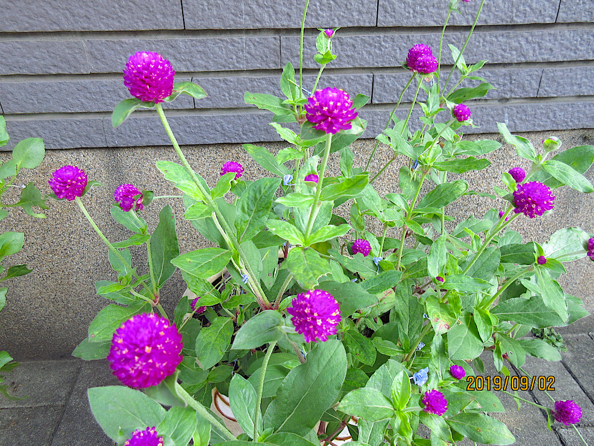 f:id:masatdm1951:20190902095924j:plain f:id:masatdm1951:20190902095924j:plain