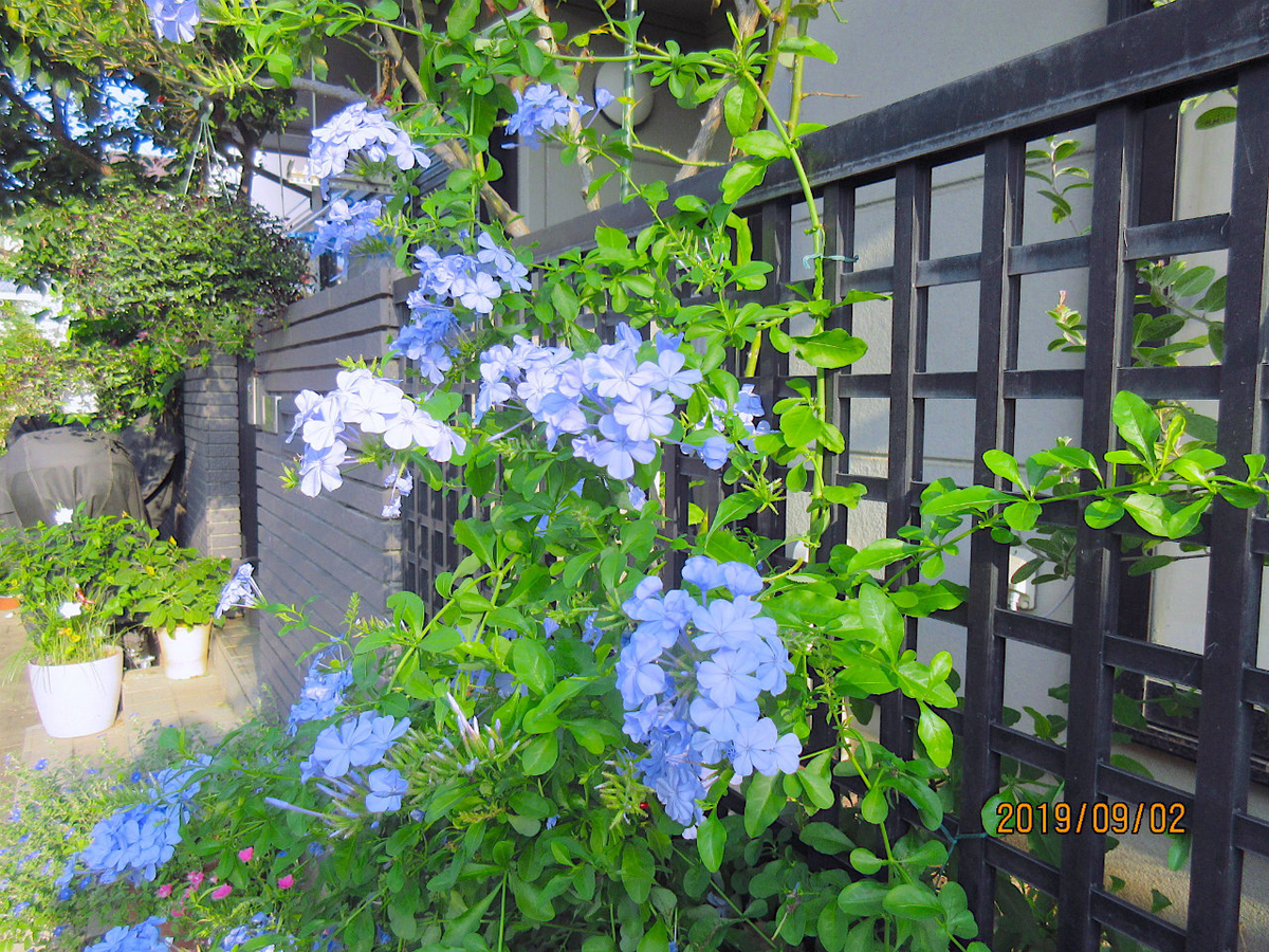 f:id:masatdm1951:20190902095934j:plain f:id:masatdm1951:20190902095934j:plain