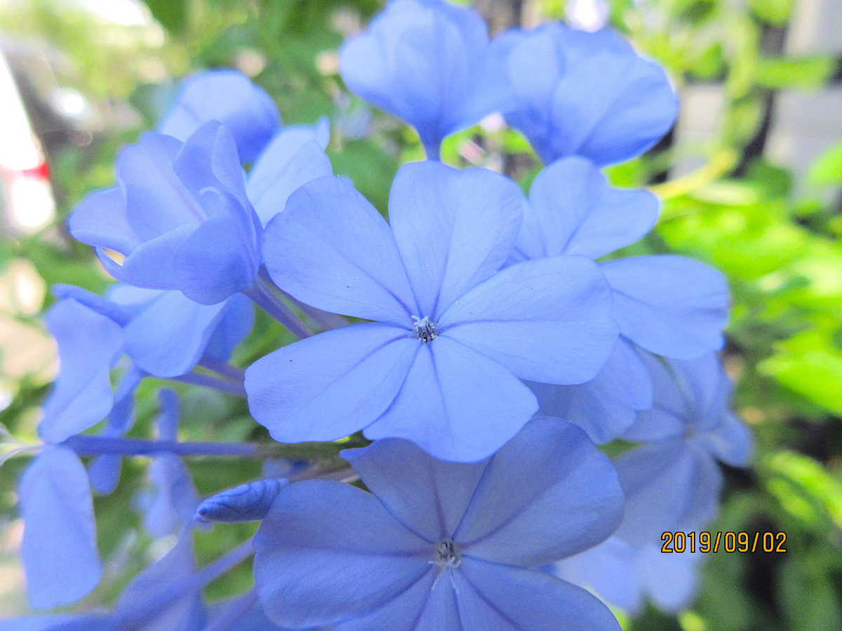 f:id:masatdm1951:20190902095942j:plain f:id:masatdm1951:20190902095942j:plain