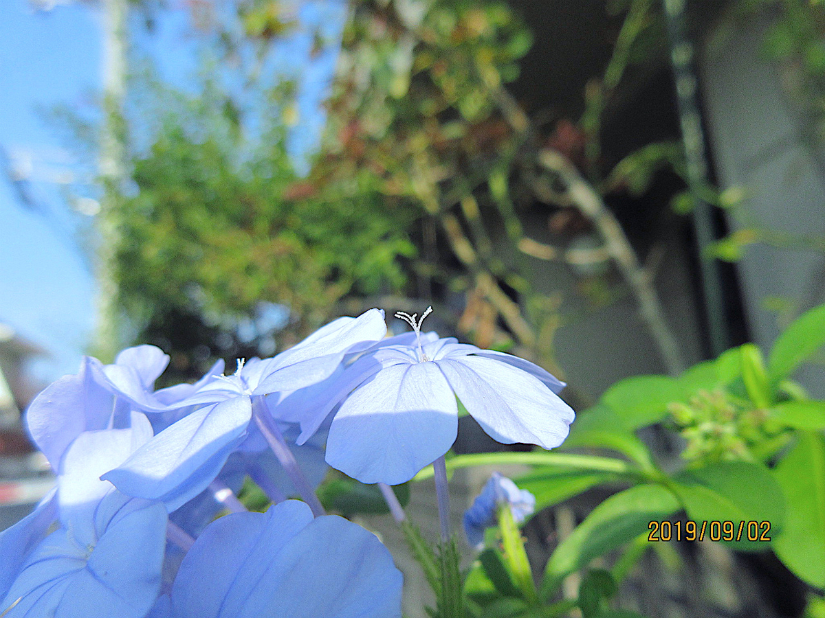 f:id:masatdm1951:20190902095946j:plain f:id:masatdm1951:20190902095946j:plain