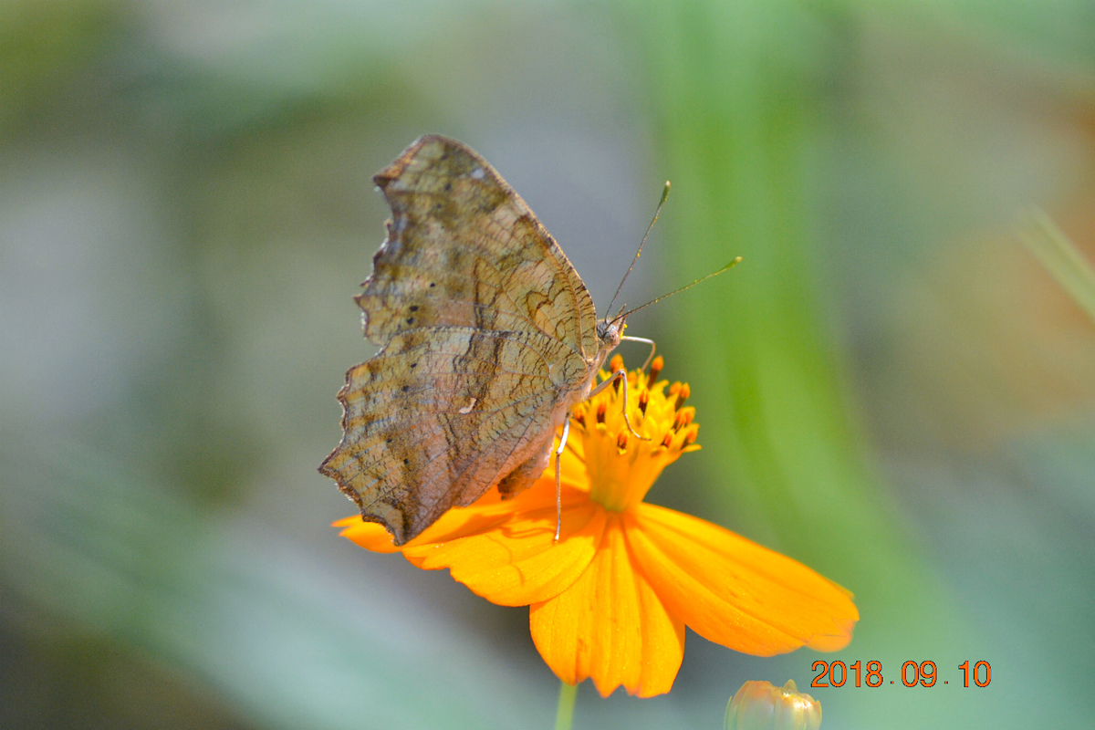 f:id:masatdm1951:20190911220659j:plain