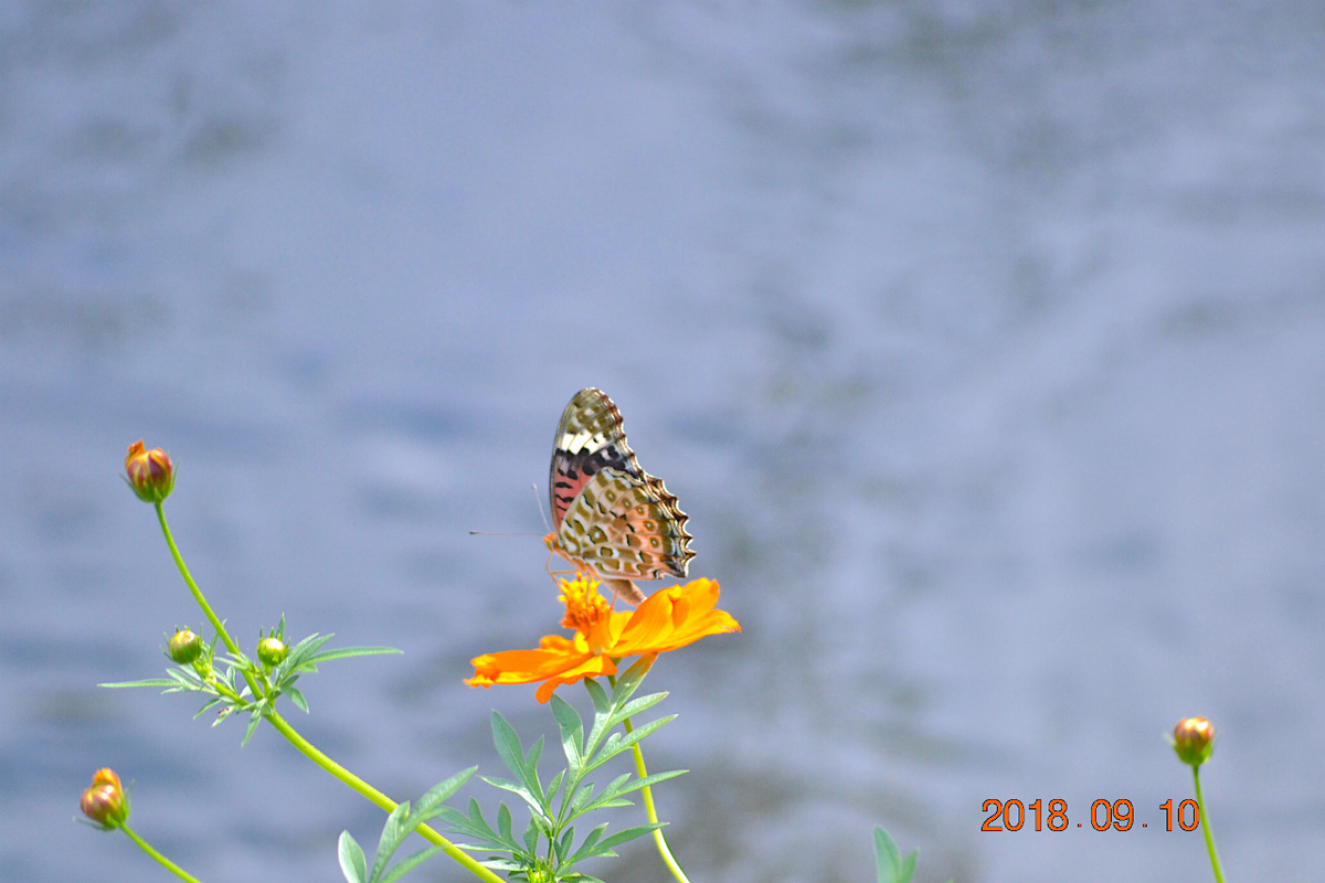 f:id:masatdm1951:20190911220938j:plain