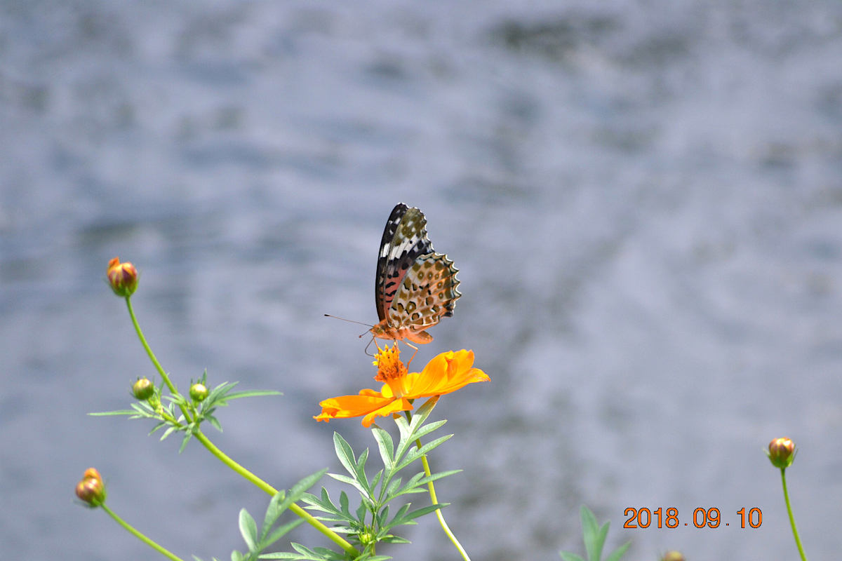 f:id:masatdm1951:20190911221007j:plain