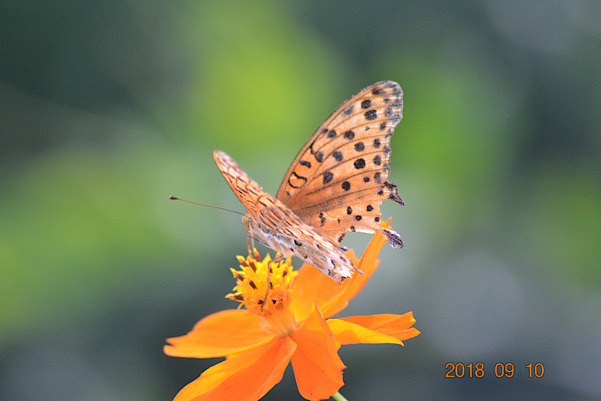 f:id:masatdm1951:20190911221124j:plain