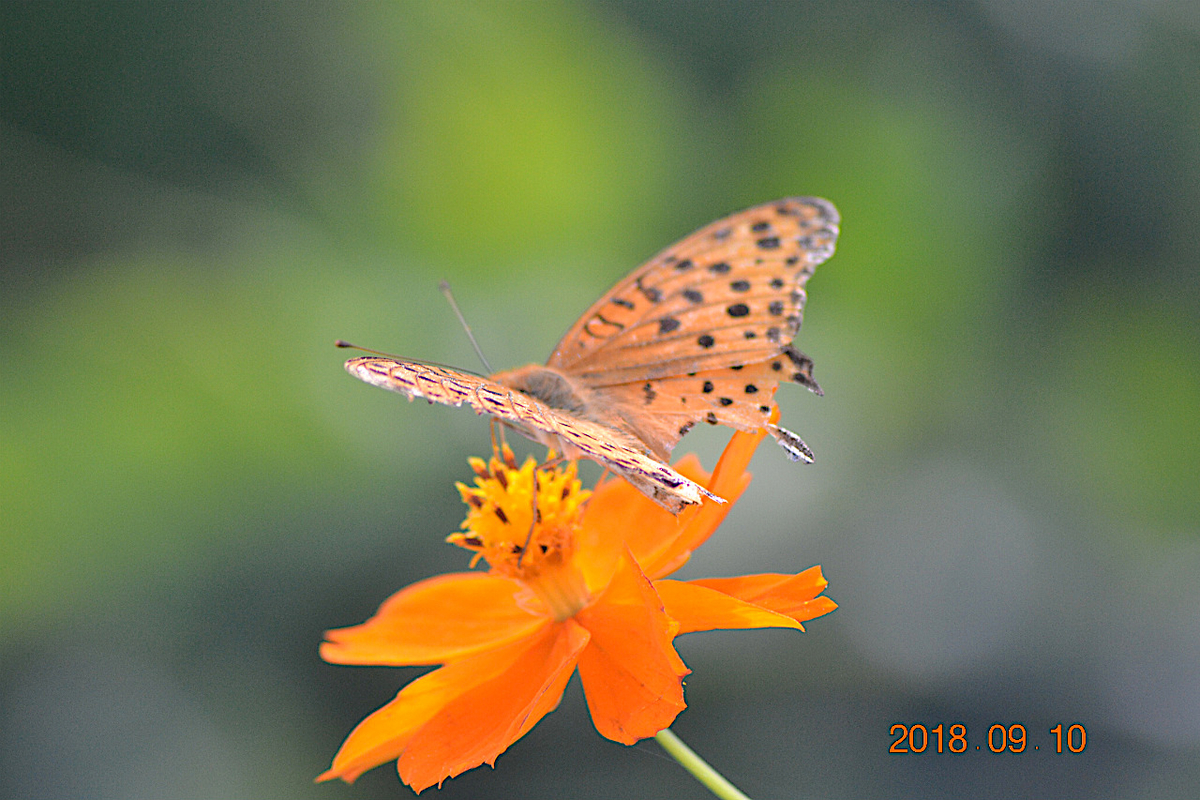 f:id:masatdm1951:20190911221153j:plain