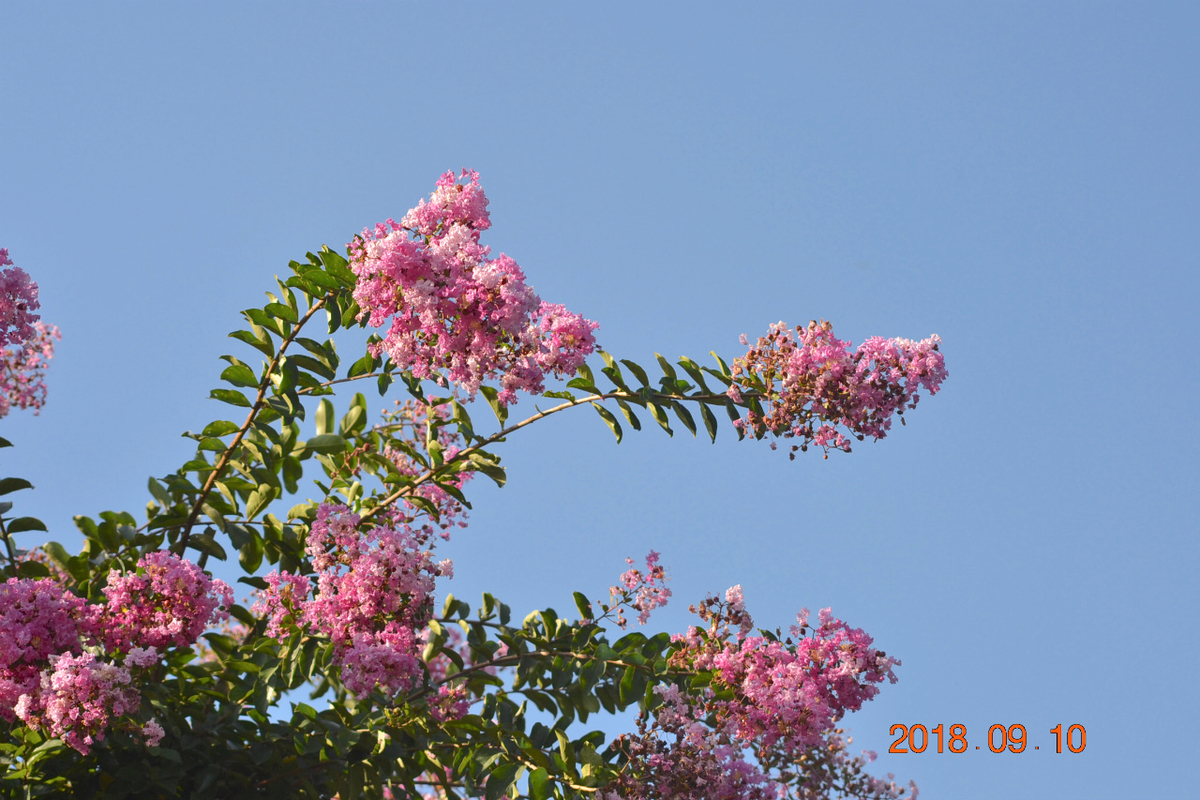 f:id:masatdm1951:20190911221211j:plain