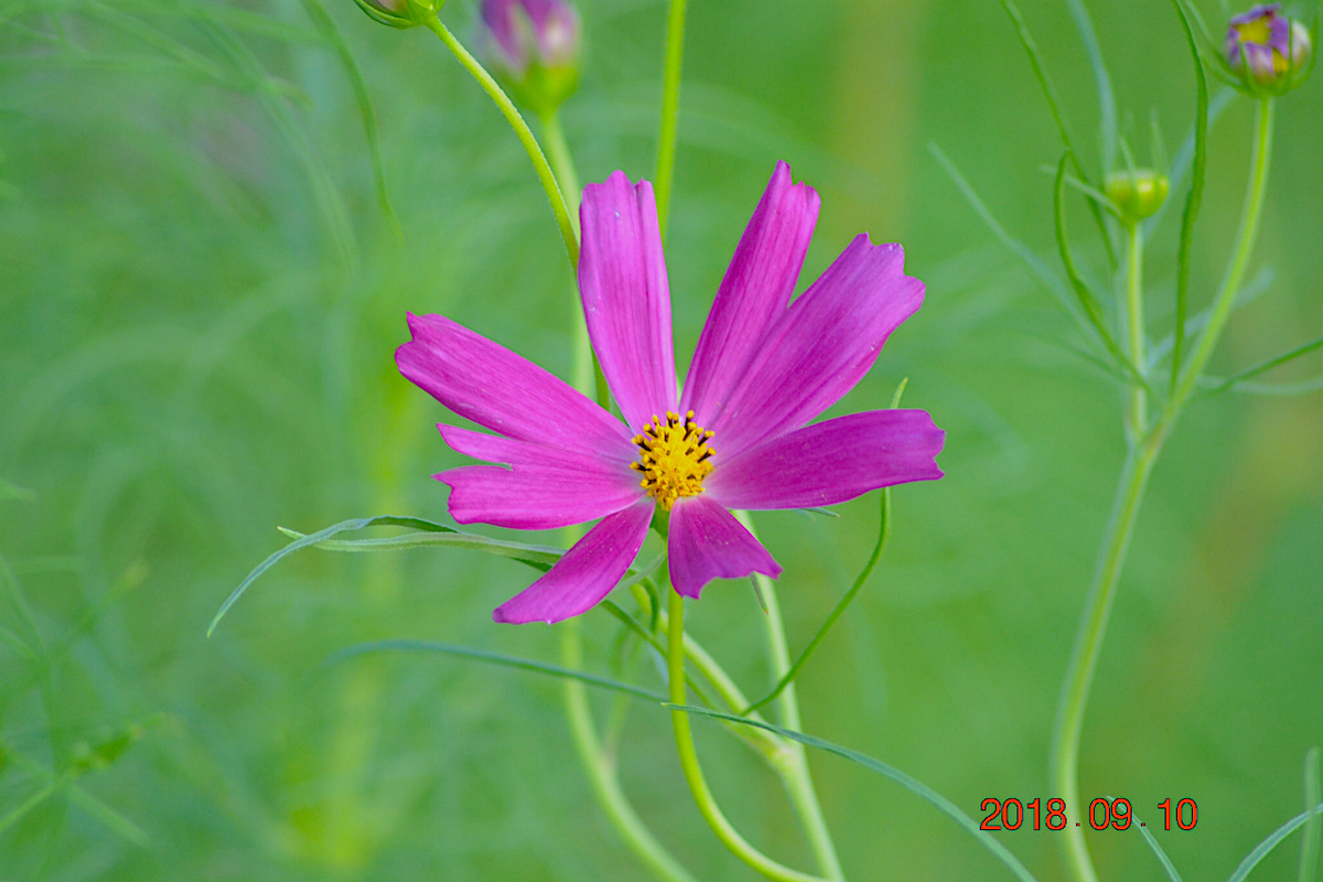 f:id:masatdm1951:20190911221244j:plain