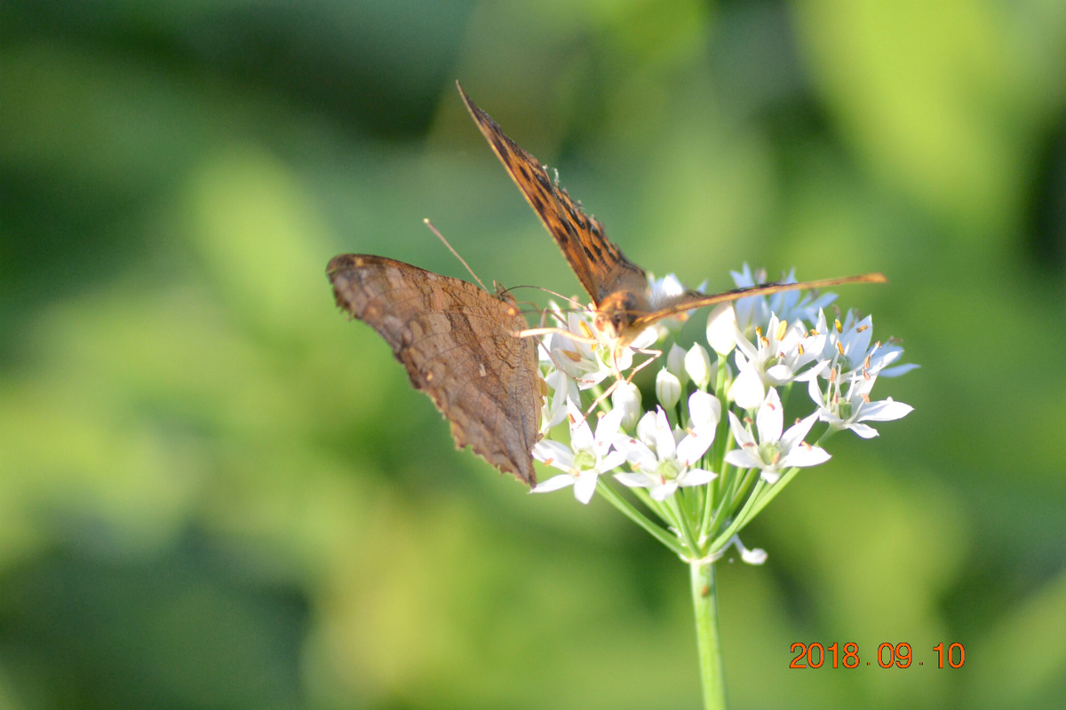 f:id:masatdm1951:20190911221341j:plain