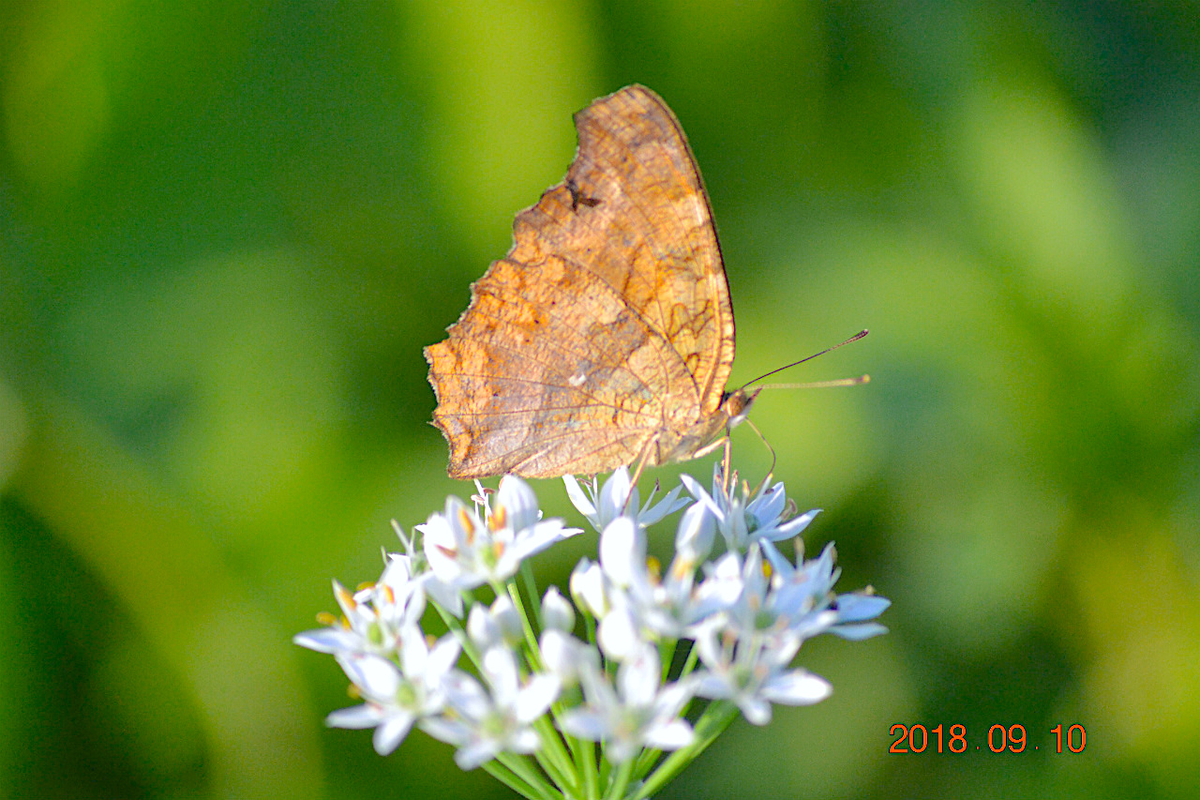 f:id:masatdm1951:20190911221424j:plain