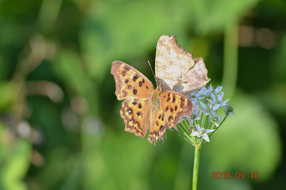 f:id:masatdm1951:20190911221440j:plain